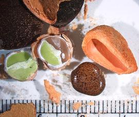   Fruit, seed:   Dialium guineense , dissected fruit and pulp, dissected seed (with green embryo) and intact seed; Photo by A. Margina, USDA APHIS PPQ, imageID.idtools.org
